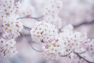 Close-up of white cherry blossom growing on branch