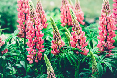 Summer background with blooming bright pink lupine flowers. beautiful nature scene. moody bold color