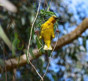 Close-up of bird perching on plant