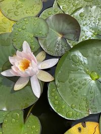 Close-up of lotus water lily in pond