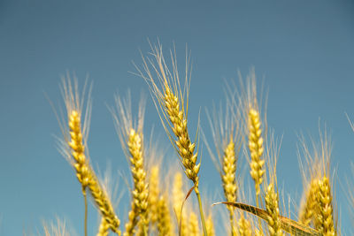 Close-up of wheat growing on field against clear sky at night