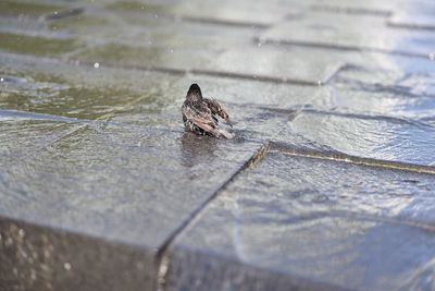 Close-up of duck swimming on lake