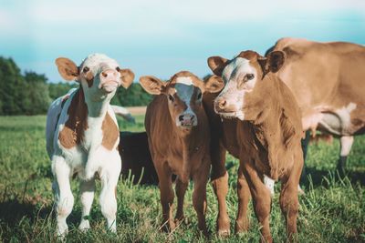 Portrait of cows on field