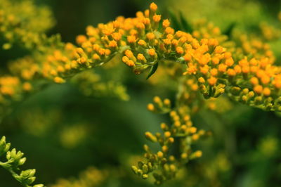 Close-up of yellow flowers