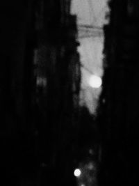 Close-up of tree in forest