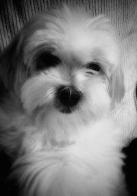 Close-up portrait of a dog