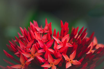 Close-up of red flowering plant