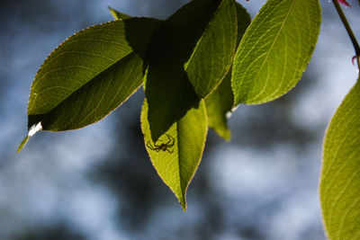 Close-up of green leaves