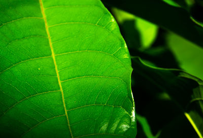 Macro shot of green leaf