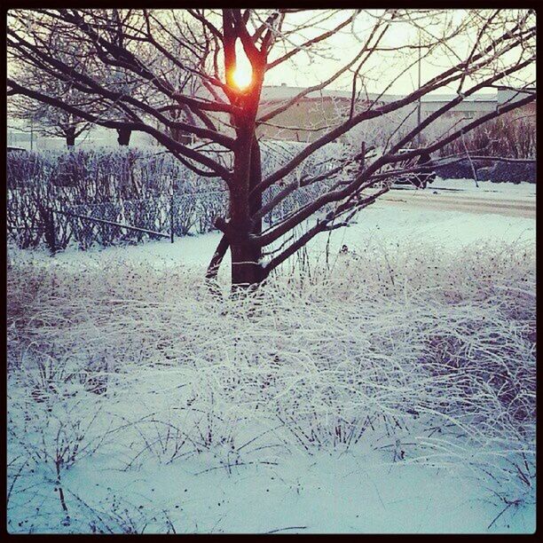 Frozen landscape 