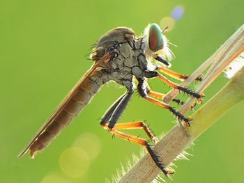 Close-up of insect on leaf