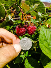 Hand holding strawberries