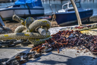 View of turtle in harbor