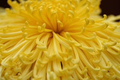Full frame shot of yellow flowering plant