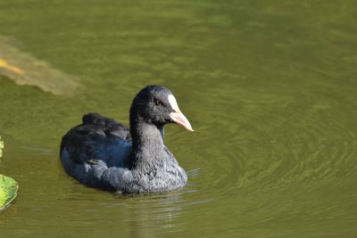 Close-up of coot swimming in lake