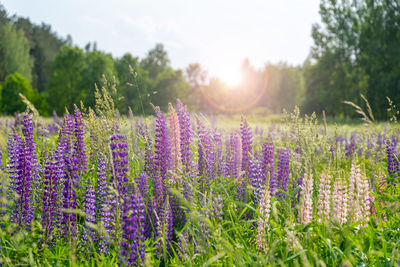 Purple flowering plants on field against sky