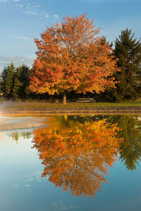 Autumn tree by water against sky