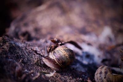 Close-up of shells on rock