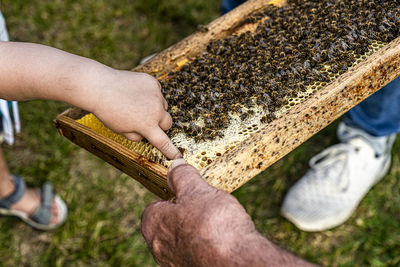 friendly bees