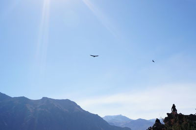 Low angle view of birds flying against clear blue sky