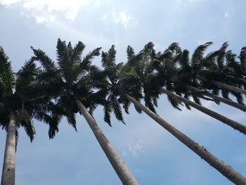 Low angle view of coconut palm trees against sky