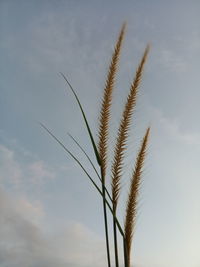 Low angle view of stalks against blue sky