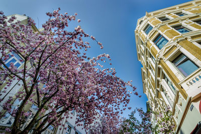 Low angle view of cherry blossom tree against sky