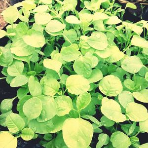 Close-up of green leaves