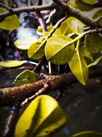 Close-up of yellow leaves on plant
