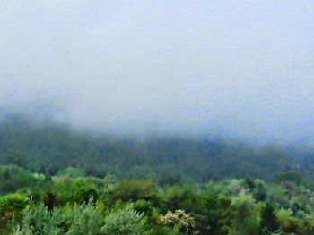 Trees in foggy weather