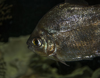 Metinnis silvery - dollar fish