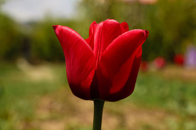 Close-up of red tulip