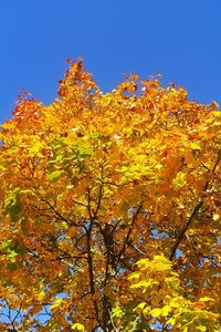 Low angle view of yellow flowers on tree