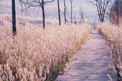 Snow covered field in forest