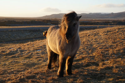 Horse standing in a field