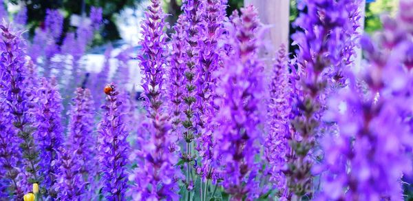 flowering plant