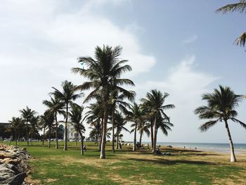 Palm trees on beach against sky