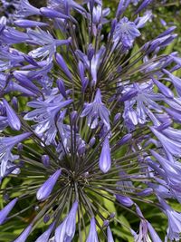 Close-up of purple flowering plant