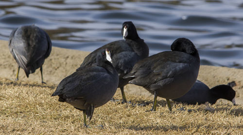 Coots at lakeshore