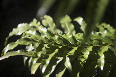 Close-up of fresh green leaves