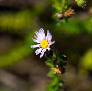 Close-up of white flower