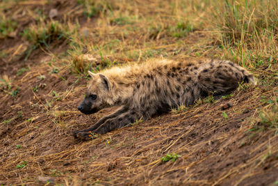 Spotted hyena