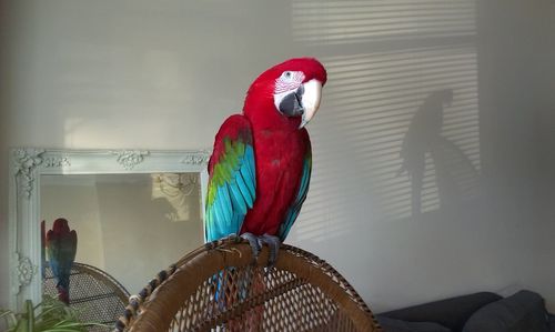 Close-up of parrot perching