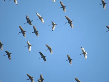 Low angle view of birds flying against clear blue sky