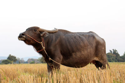 View of a horse on field