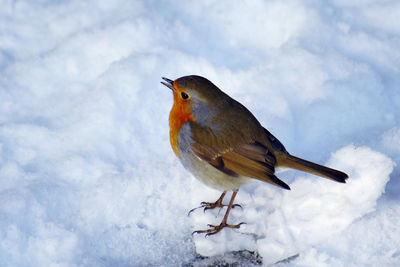 Close-up of bird perching on snow