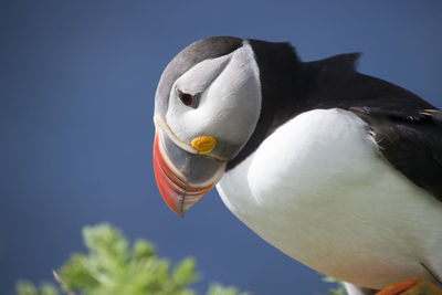 Close-up of bird against clear sky