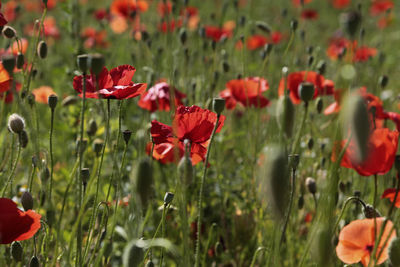 Close-up of red poppy flowers