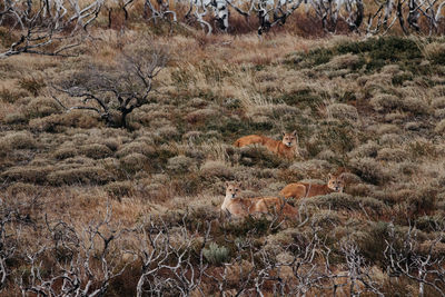 Cougar sitting by plants