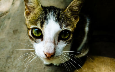 Close-up portrait of cat